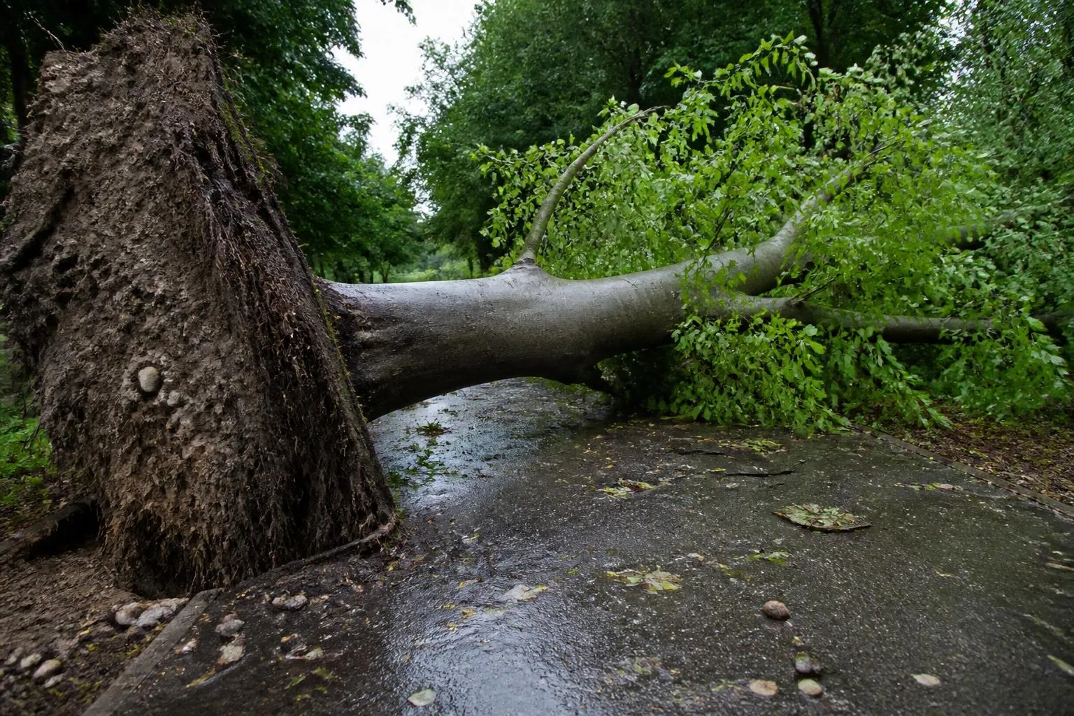 Tronc de hêtre déraciné en travers d'une allée de parc, motte de terre soulevée et branches encore feuillues